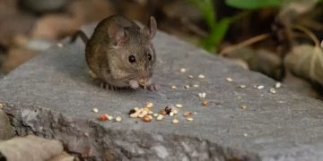 Șoarece – Semnificația Și Simbolismul Viselor 163