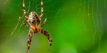 Păianjen - Semnificația Și Simbolismul Viselor 159