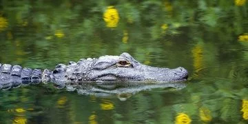 Aligator – Semnificația Și Simbolismul Viselor 25