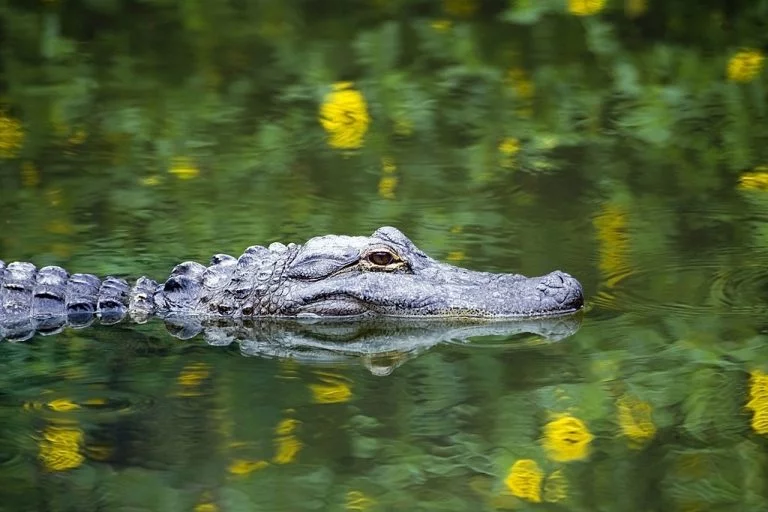 Aligator – Semnificația Și Simbolismul Viselor 1