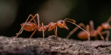 Ant