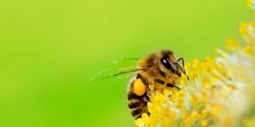 Albină – Semnificația Și Simbolismul Viselor 17