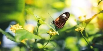 Fluturele – Semnificația Și Simbolismul Viselor 75