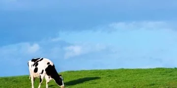 Vacă – Semnificația Și Simbolismul Viselor 58