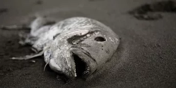 Pește Mort – Semnificația Și Simbolismul Viselor 134