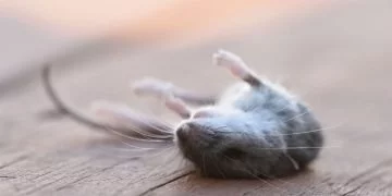 Șoarece Mort – Semnificația Și Simbolismul Viselor 1