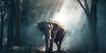 Elefant – Semnificația Și Simbolismul Viselor 36