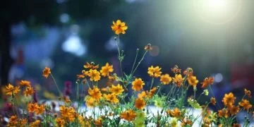 Flori – Semnificația Și Simbolismul Viselor 5