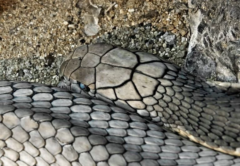 Grey Snake