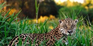 Jaguar – Semnificația Și Simbolismul Viselor 12