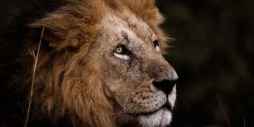 Leul – Semnificația Și Simbolismul Viselor 65