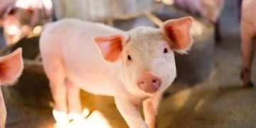 Carne De Porc – Semnificația Și Simbolismul Viselor 26