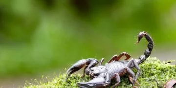 Scorpionul – Semnificația Și Simbolismul Viselor 90
