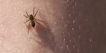 Spider Bite