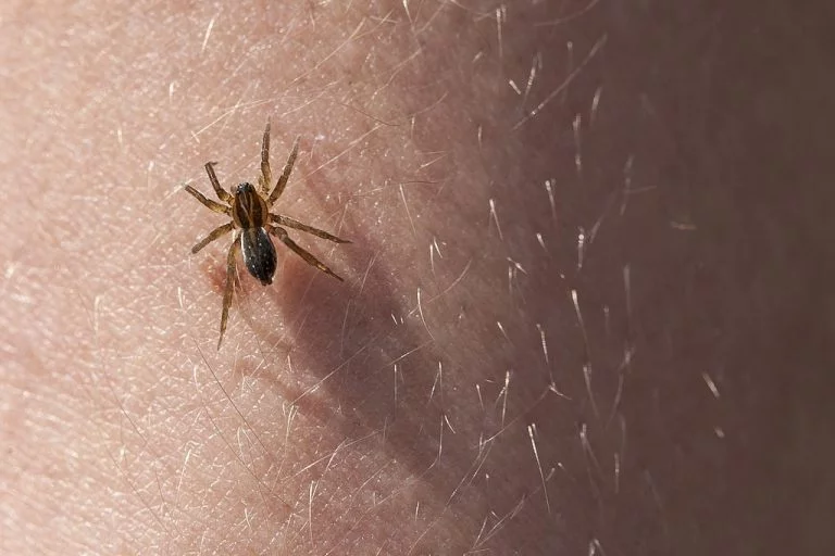 Spider Bite