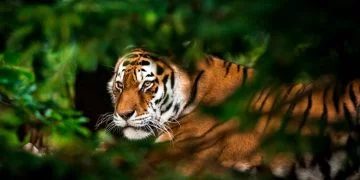 Tigru – Semnificația Și Simbolismul Viselor 70