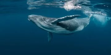 Balenă – Semnificația Și Simbolismul Viselor 80