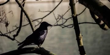 Pasărea Neagră – Semnificația Și Simbolismul Viselor 41