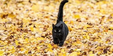 Pisica Neagra – Semnificația Și Simbolismul Viselor 86