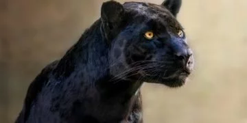 Jaguar Negru – Semnificația Și Simbolismul Viselor 37