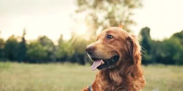 Câine Maro – Semnificația Și Simbolismul Viselor 39