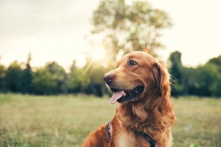 Câine Maro – Semnificația Și Simbolismul Viselor 1