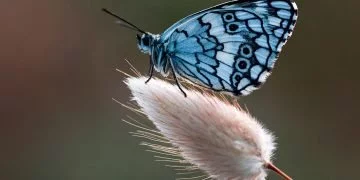 Fluturele – Semnificația Și Simbolismul Viselor 6