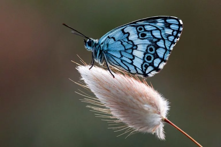 Fluturele – Semnificația Și Simbolismul Viselor 1