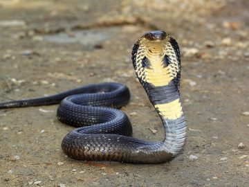 Cobra Snake