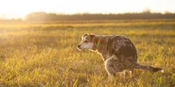 Fecale De Câine – Semnificația Și Simbolismul Viselor 25