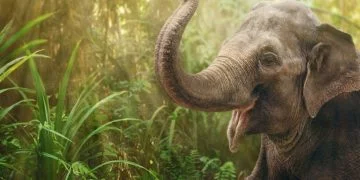 Elefant – Semnificația Și Simbolismul Viselor 8