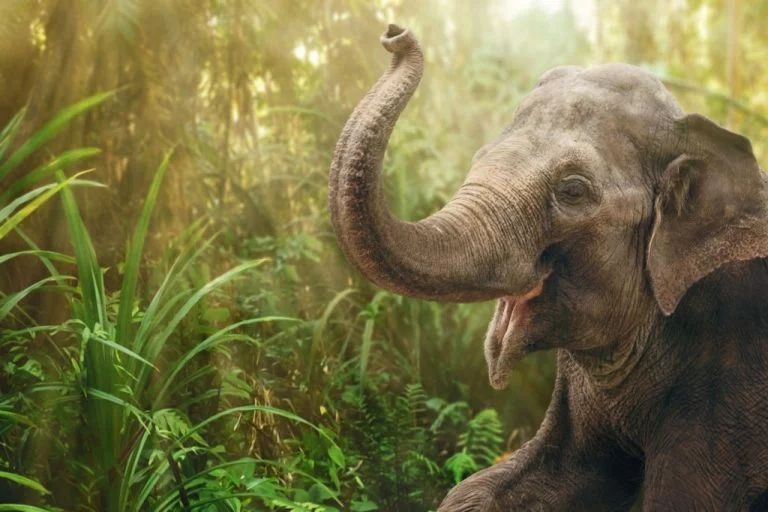 Elefant – Semnificația Și Simbolismul Viselor 1