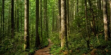 Pădure – Semnificația Și Simbolismul Viselor 14
