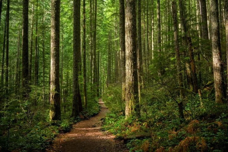 Pădure – Semnificația Și Simbolismul Viselor 1