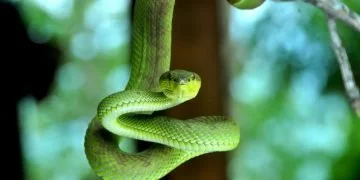 Șarpele Verde – Semnificația Și Simbolismul Viselor 82
