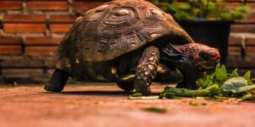 Broască țestoasă – Semnificația Și Simbolismul Viselor 33