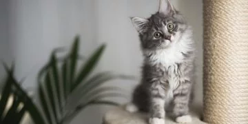 Pisicuță – Semnificația Și Simbolismul Viselor 14