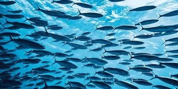 Mulți Pești – Semnificația Și Simbolismul Viselor 5