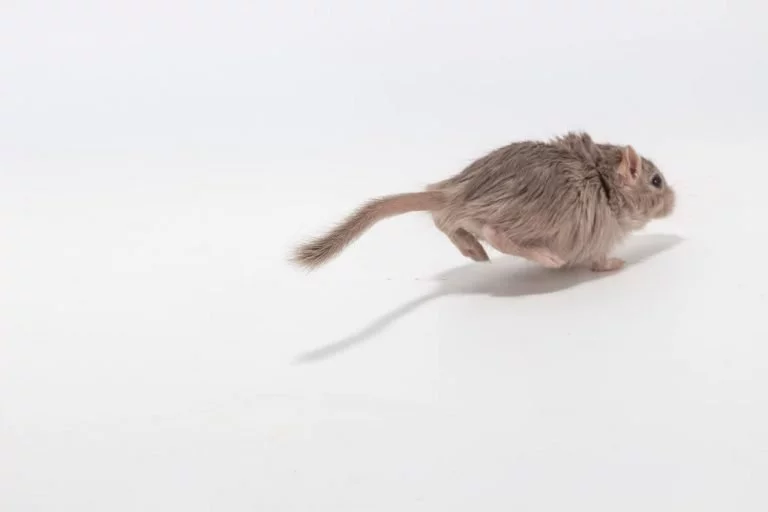 Rularea Mouse-ului – Semnificația Și Simbolismul Viselor 1