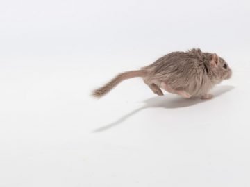 Running Mouse