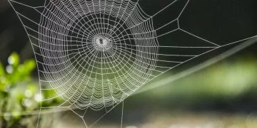 Pânza de Păianjen – Semnificația Și Simbolismul Viselor 30