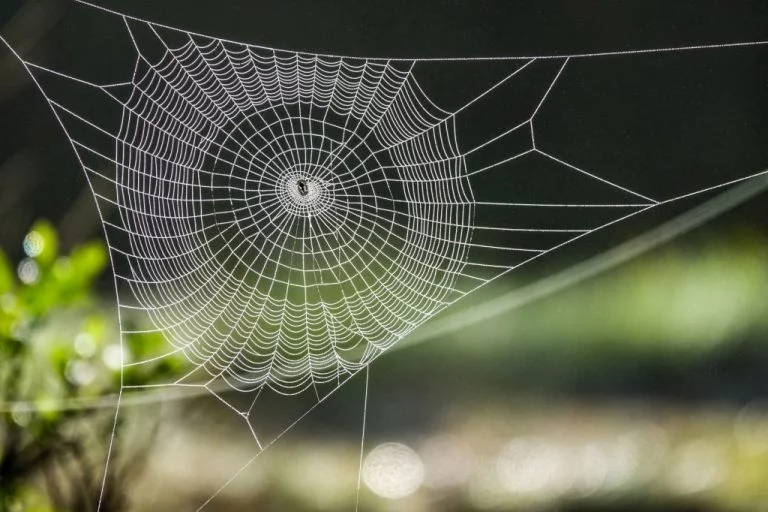 Pânza de Păianjen – Semnificația Și Simbolismul Viselor 1