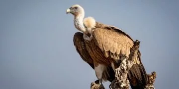 Vulturul – Semnificația Și Simbolismul Viselor 15