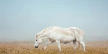 Calul Alb – Semnificația Și Simbolismul Viselor 10
