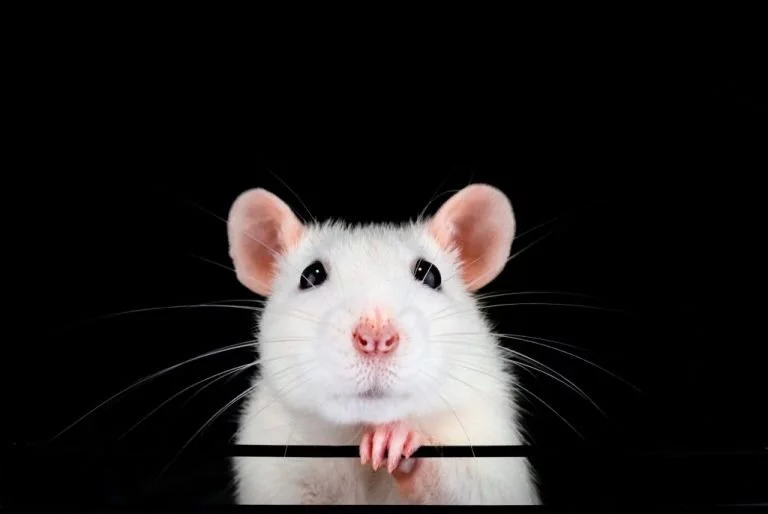 Șoarece Alb – Semnificația Și Simbolismul Viselor 1
